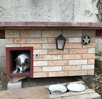 Dog House